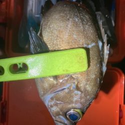 メバリング、アジング