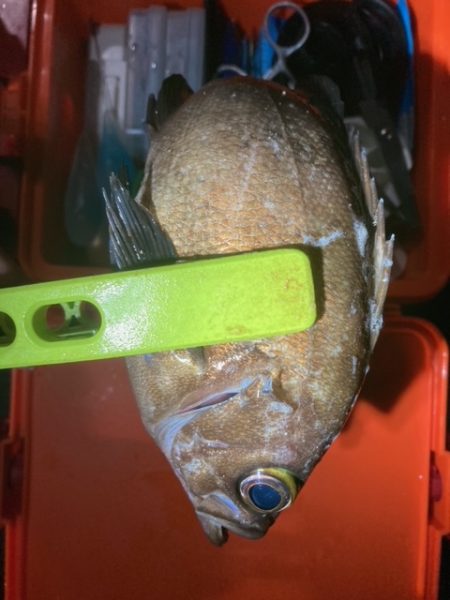 メバリング、アジング