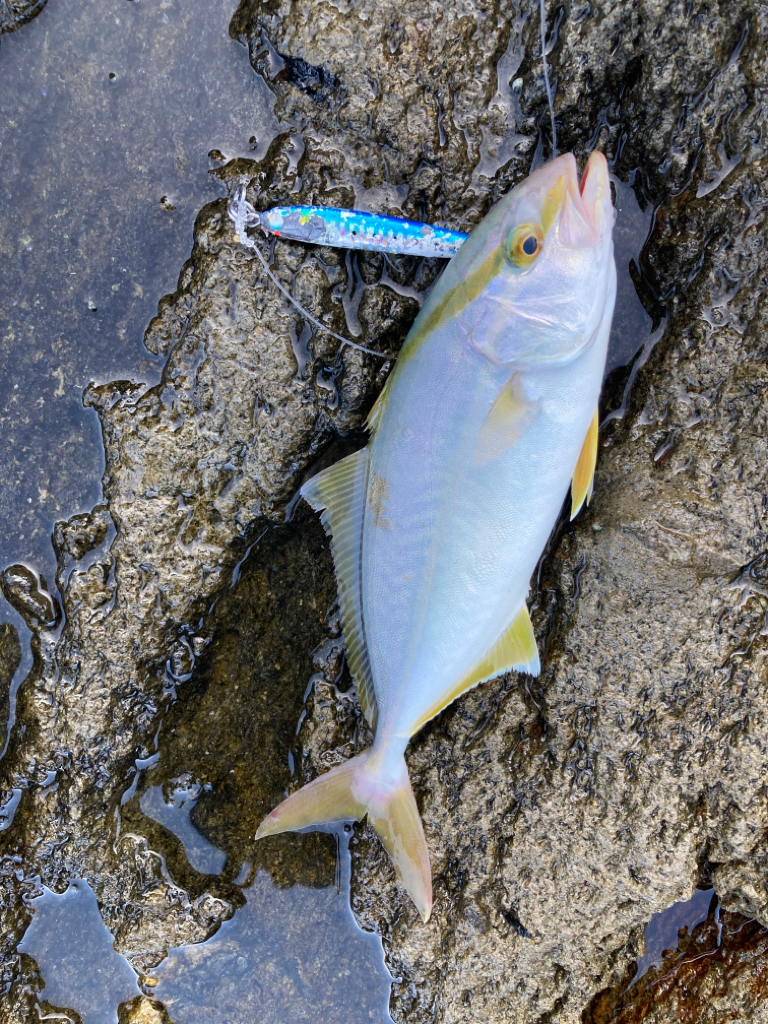 ハガツオ、カンパチ釣果