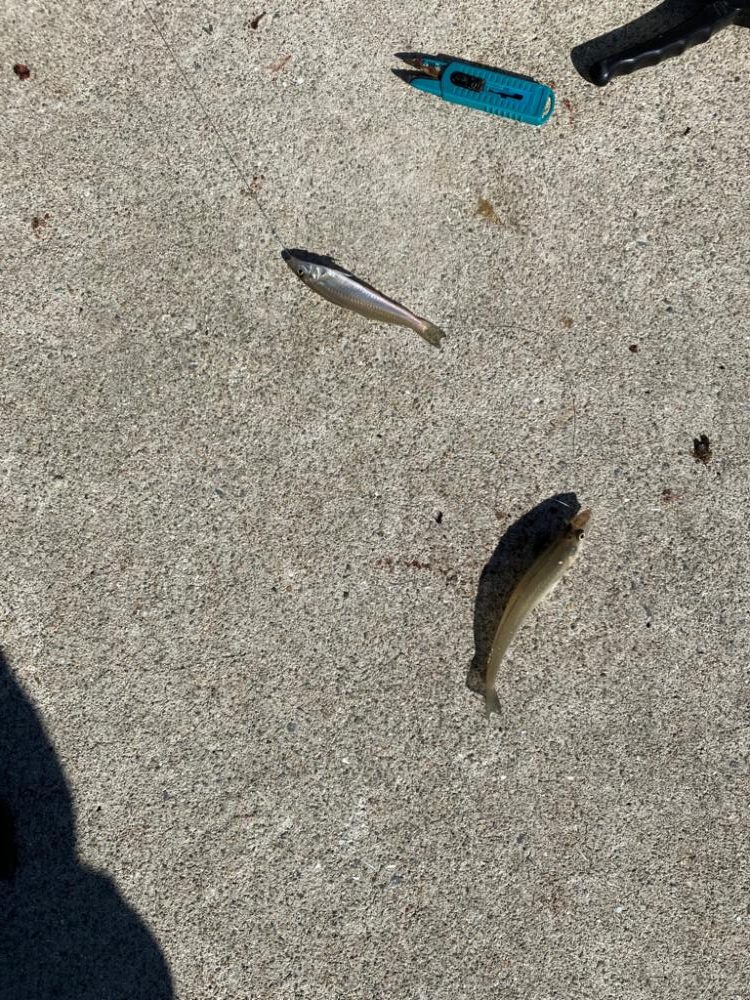 ちょい投げキス釣り