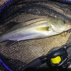 淀川ブリームゲーム