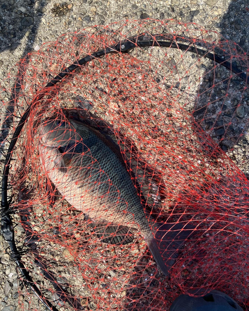 エビ撒き釣りでグレ&チヌ