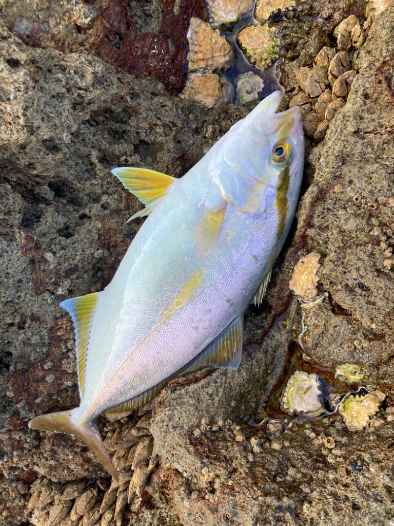 ネリゴ、ハガツオゲット