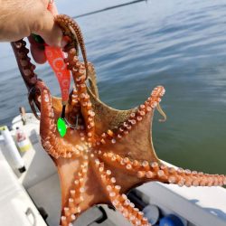 伊勢湾沖タコ釣り開幕！