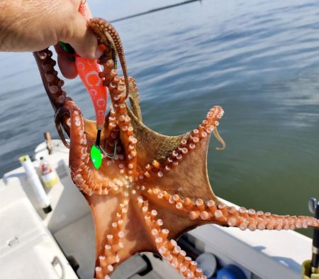 伊勢湾沖タコ釣り開幕！