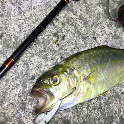 有田での意外なシオ釣り日