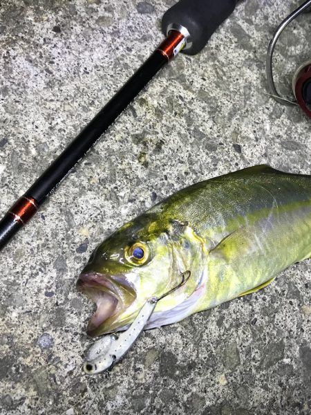 有田での意外なシオ釣り日