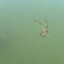 手長エビ釣り｜居場所見つけたら大連チャン
