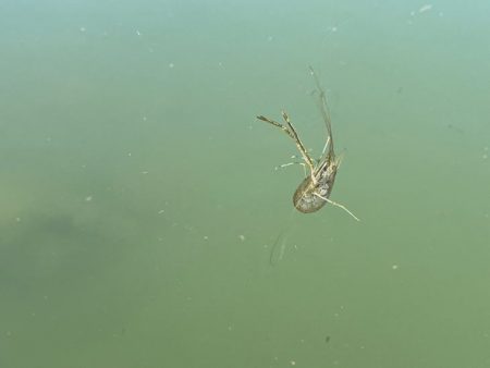 手長エビ釣り｜居場所見つけたら大連チャン