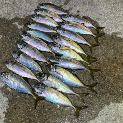 姫路離島のアジング｜渋くなってきた・・・ケンサキイカはまだ早い！