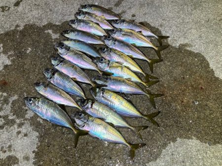 姫路離島のアジング｜渋くなってきた・・・ケンサキイカはまだ早い！