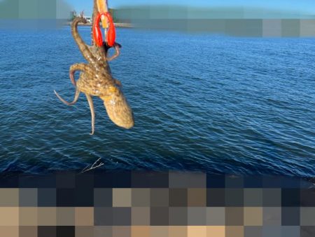 姫路タコ釣り｜全く釣れる気がしませんでしたが連チャン！