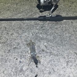 短時間タコで何とか！ヒイカも何とか釣れたけど・・・