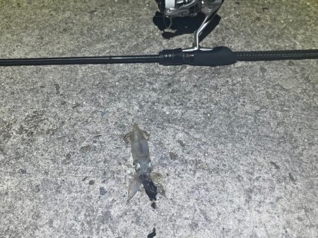 短時間タコで何とか！ヒイカも何とか釣れたけど・・・