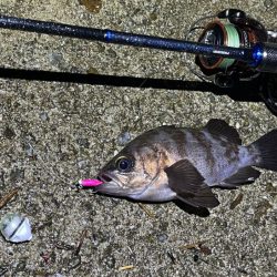 梅雨メバル終盤｜激渋で終了の兆し