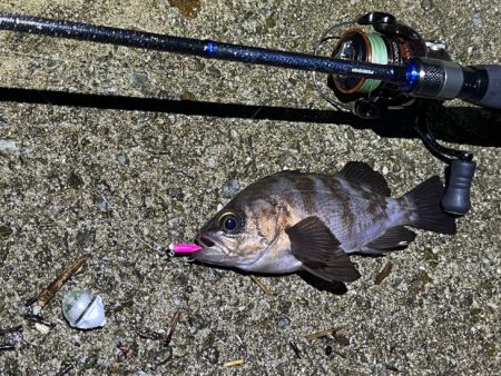 梅雨メバル終盤｜激渋で終了の兆し