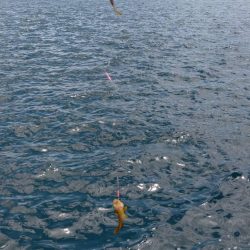 カワハギ狙うが、ちびアコウの猛攻