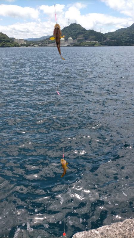 カワハギ狙うが、ちびアコウの猛攻