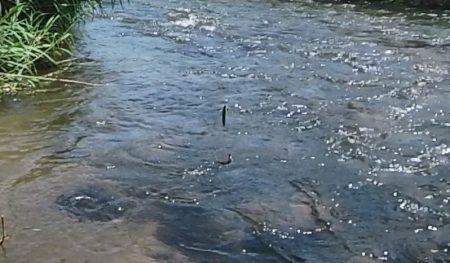 小鮎釣りの川、知内川で鮎イング