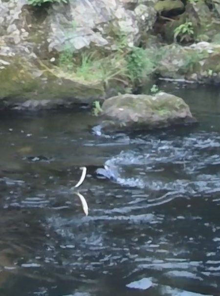 石田川で鮎イングから友釣へ