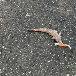 今年やっと初青物onテトラ