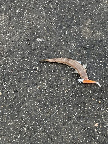 今年やっと初青物onテトラ