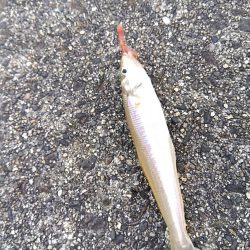 ちょい投げシロギス