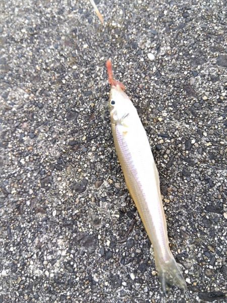 ちょい投げシロギス