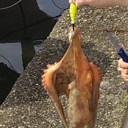 オクトパッシング