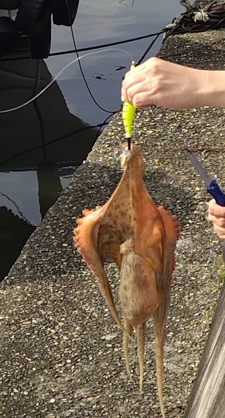 オクトパッシング