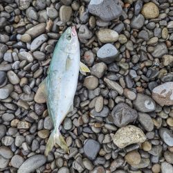 サーフでショアジギング(初投稿)