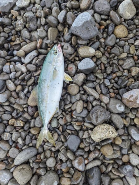 サーフでショアジギング(初投稿)