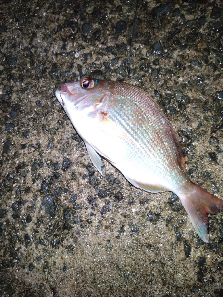 フカセ練習中、初ミニグレGET♪