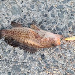 今日もロックフィッシュ