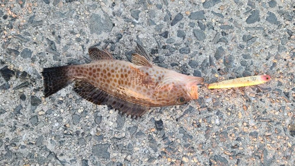 今日もロックフィッシュ