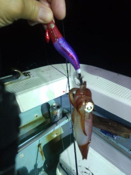 今期初イカメタル