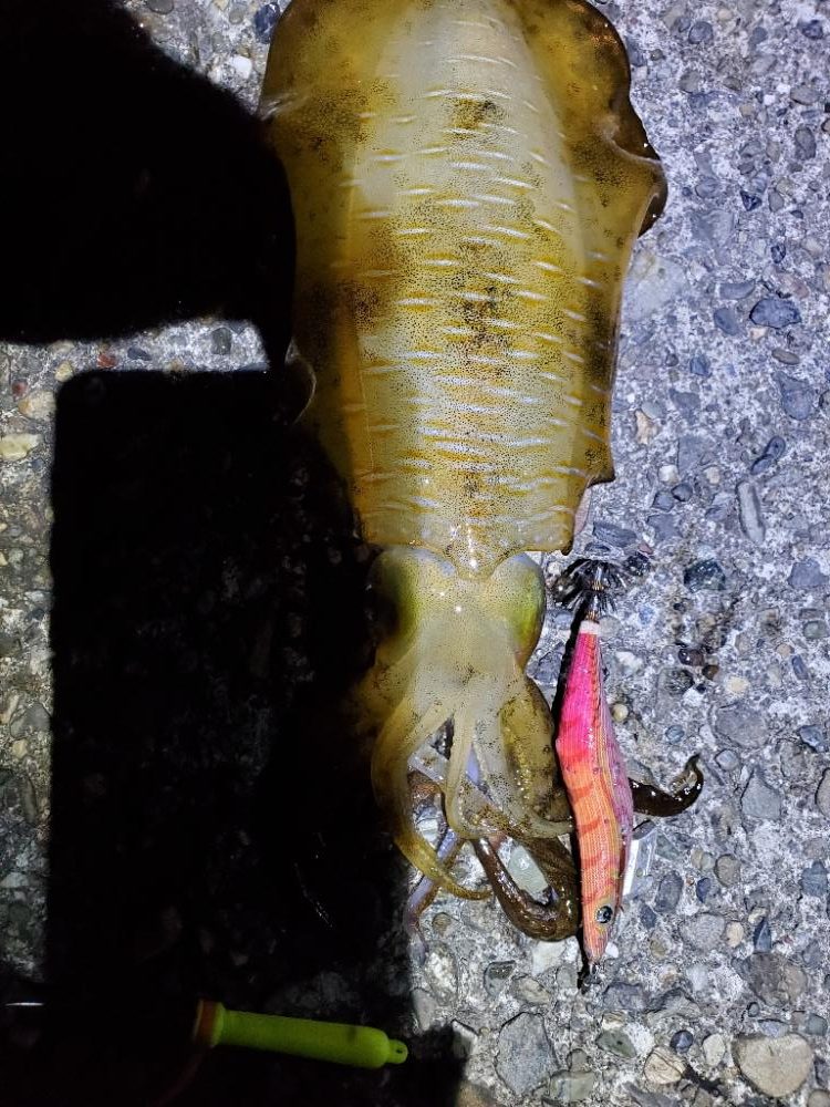 広川町でのエギング　小型でした