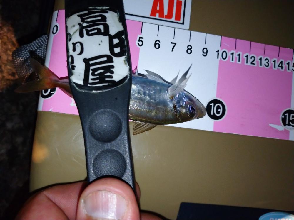 雨上がり豆アジング