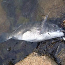 夏はチヌトップ