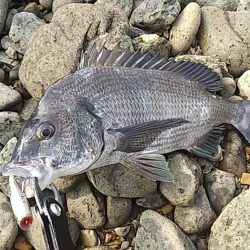 シーバスとチヌ。