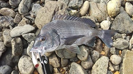 シーバスとチヌ。