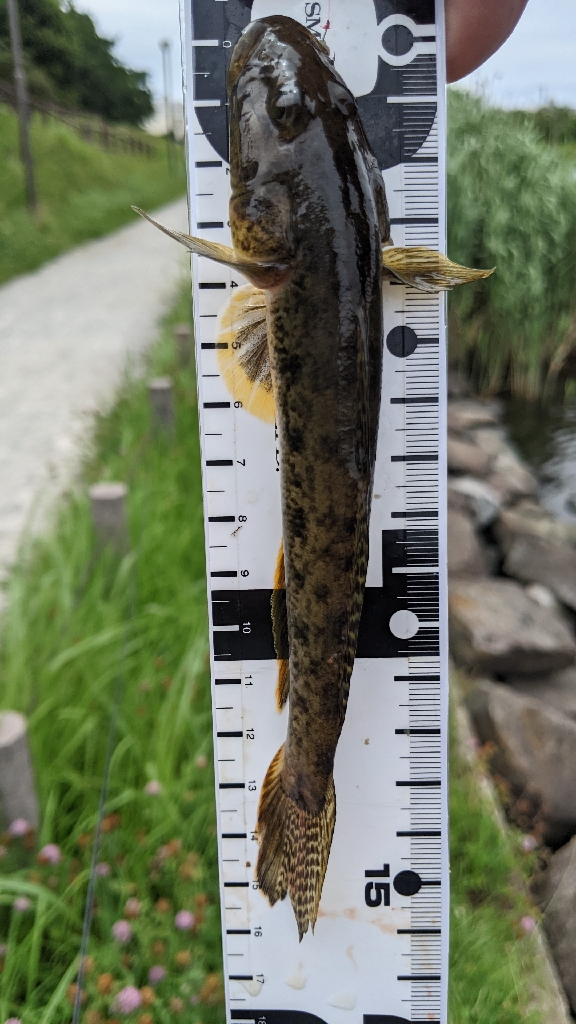 2023旧中川ハゼ開幕2