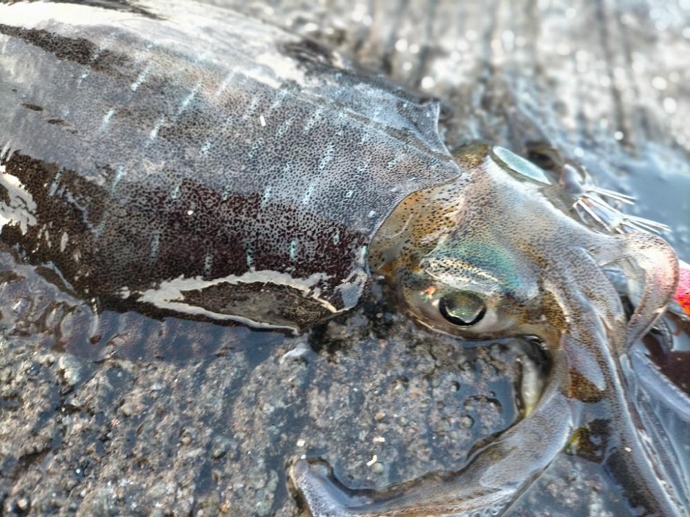 夕まずめのタイミングで