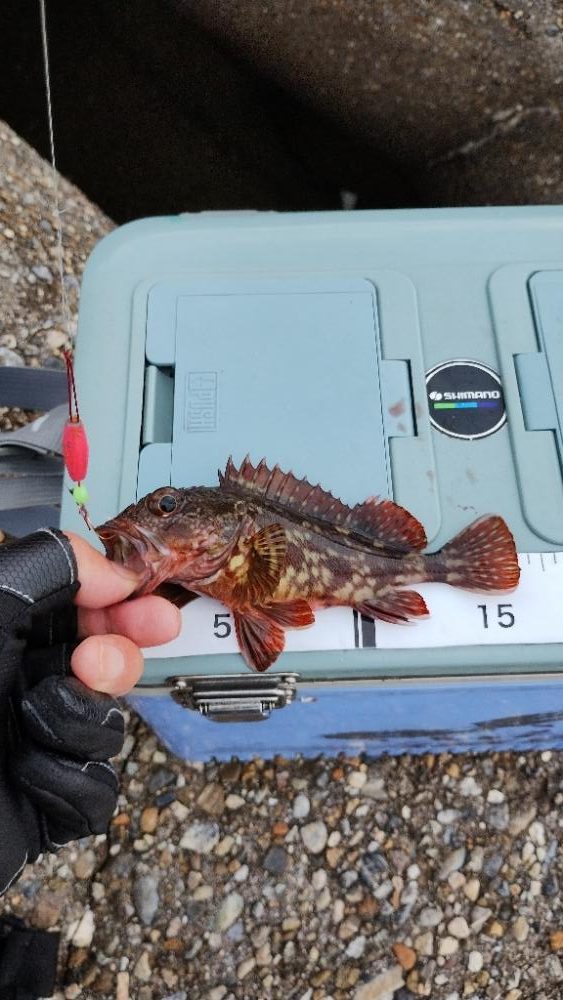 穴釣りハズレ無し
