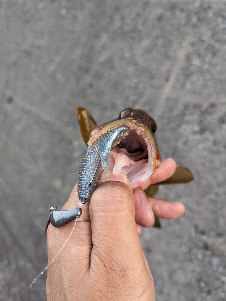 陸っぱり釣行記