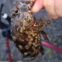 まだまだアジはおりますなぁ～