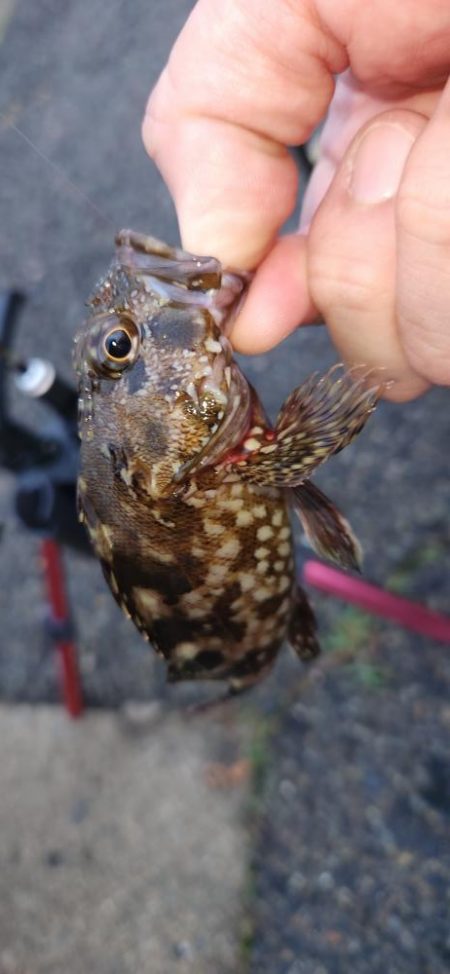 まだまだアジはおりますなぁ～