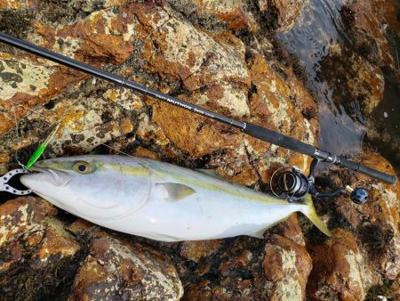 鰤っちやいました