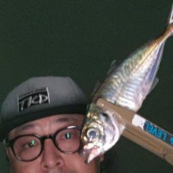 コンスタントにアジ！