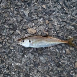 おおサバが釣りたくて